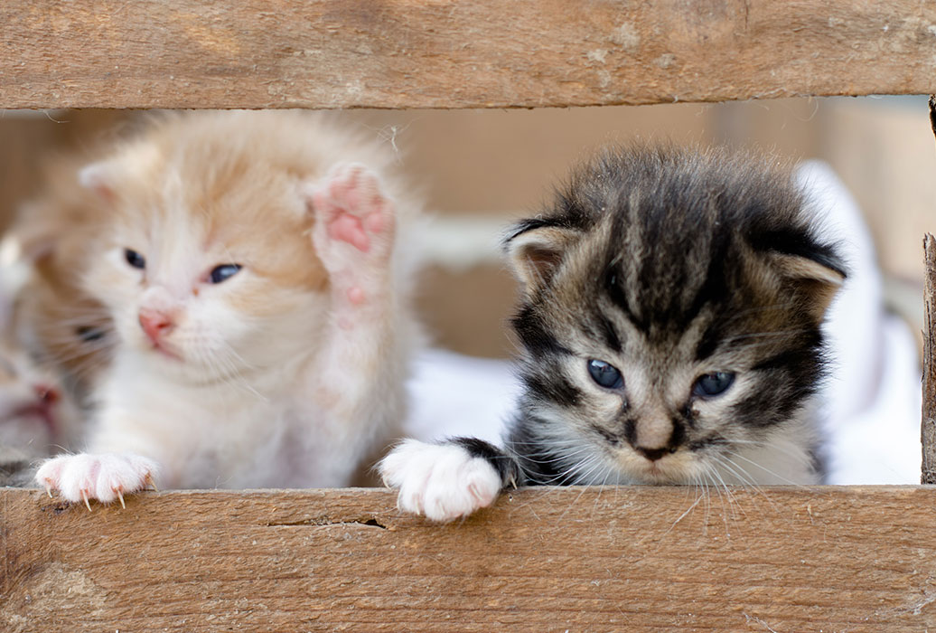 Introducing fashion a kitten to two cats